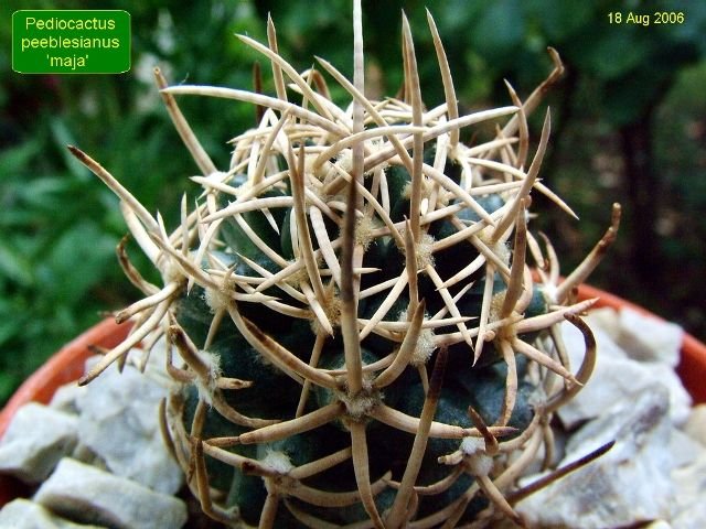 Pediocactus_ peeblesianus 'maja' 07